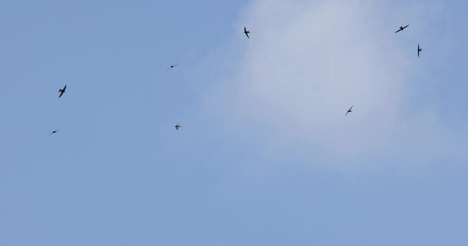 Flock of common swifts