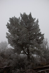 trees in snow