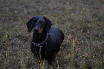 black labrador retriever