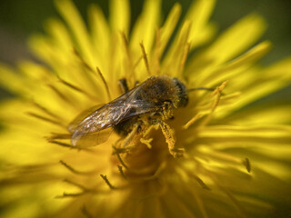 Bee Pszczoła - obrazy, fototapety, plakaty