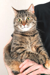 Close-up portrait of a striped cat
