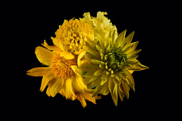 flowers with yellow petals isolated on black background, studio shot.