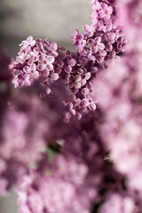 Obraz premium pink flowers. Lilac flowers. Close up lilacs. Macrophoto of lilacs 