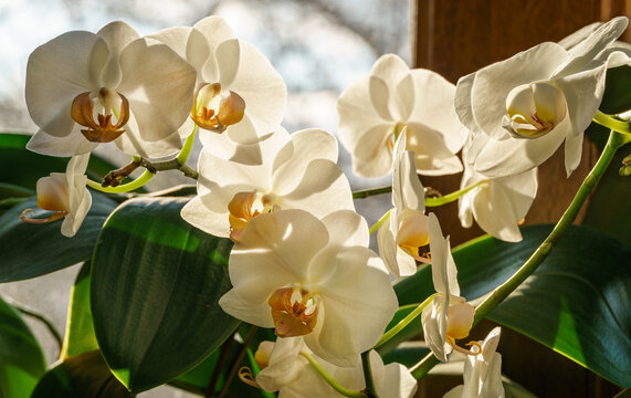White phalaenopsis orchid flowers against sunshine window background. Very beautiful close-up of Phalaenopsis known as Moth Orchid or Phal. Nature concept for design.