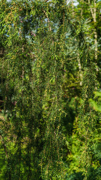 Tall Juniper Juniperus communis Horstmann in bloom in the garden. Beautiful needles and flowers on juniper branches. Nature concept for spring design. Selective focus