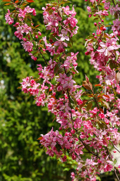 Purple flowers of Apple Malus 'Makowieckiana'. Dark pink blossoms in spring garden. This tree is a hybrid of  'Niedzwetzkyana' apple tree. Selective close-up focus