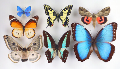 Collection of tropical butterflies in different colors and shapes. Isolated. Entomological...