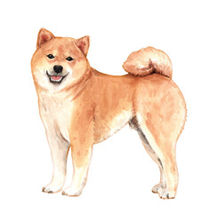 Watercolor Shiba inu of a dog drawing. Shiba standing layer path,POD, Shiba inu clipping path isolated on white background.