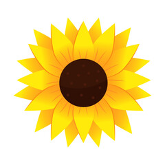 Yellow sunflower  in cartoon style. Vector illustration  isolated on white background.