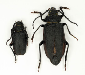 Longhorn black beetles Prionus howdeni isolated on white. Cerambycidae. Collection of beetle. Entomology