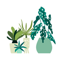 Home plants isolated on a white background. Urban jungle, hand drawn. Colorful vector illustration and print - 504129338