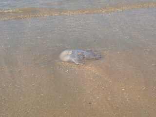 Medusa muerta en la playa de Punta Umbría / Dead jellyfish on the Punta Umbría beach.  Huelva. Andalucía