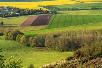 Field under the forest at the farm. Kunovice. East Moravia. Europe