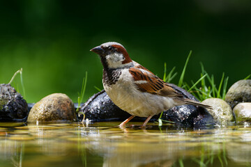House Sparrow, male sitting in the water of a bird watering hole. Moravia. Europe.
