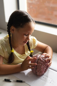 Caucasian elementary schoolgirl analyzing brain model while sitting at desk