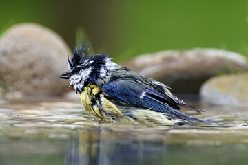 Fototapeta premium The blue tit bathes in a bird watering hole. He sprays water. Moravia. Europe.