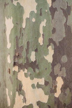 Platanus sycamore green camouflage bark background texture