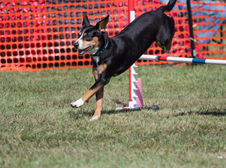 Entlebucher Mountain Dog jumping a hurdle