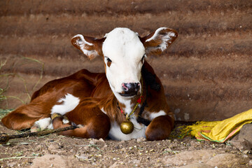 A beautiful small cow is a calf.