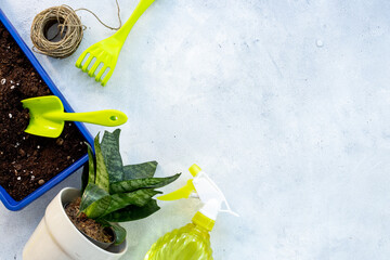 Set of garden accessories for planting seedlings. Garden accessories with green plant