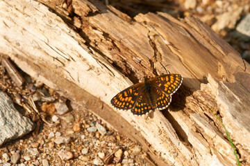 Wachtelweizen-Scheckenfalter (Melitaea athalia) beim Sonnenbad	