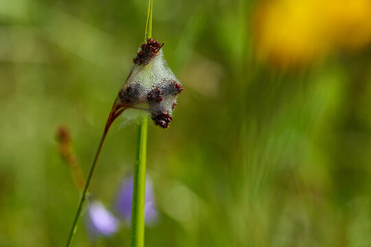 Schaumnest einer Zikade	