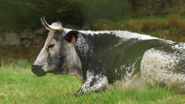 Rare Vosgienne black and white cow portrait resting in a green meadow in spring Vosges France 4K