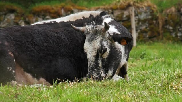 Rare Vosgienne black and white cow portrait resting lying in a green meadow in spring Vosges France 4K