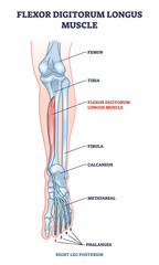 Flexor digitorum longus muscle with human leg and foot bones outline diagram. Labeled educational physiology scheme with phalanges and metatarsal skeletal and muscular system vector illustration. - obrazy, fototapety, plakaty