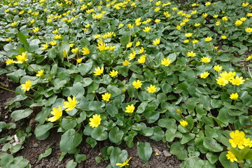 Dense cover of flowering ficaria verna in March