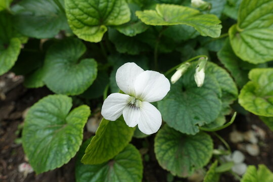 Single white flower of Viola sororia albiflora in mid May