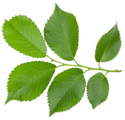 Green leaf elm isolated on white background © Alexander