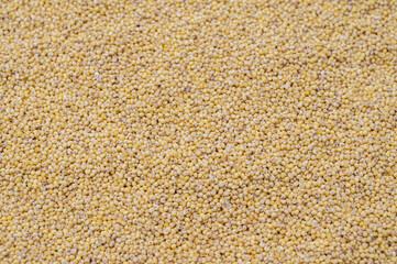 Millet top view background. Grain background.