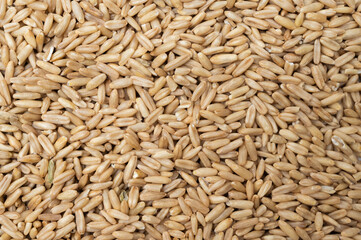 Oats top view background. Grain background.