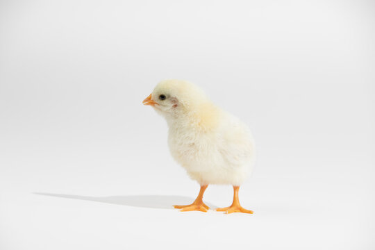 Cute little yellow baby chicken isolated on white background