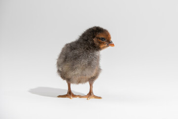 Cute little black baby chicken isolated on white background