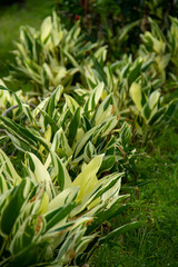 Alpinia zerumbet plant in the garden