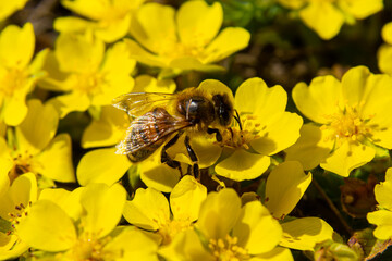 Macro of a bee, bombus, on a potentilla fruticosa blossom with blurred bokeh background pesticide free environmental protection save the bees biodiversity concept - obrazy, fototapety, plakaty