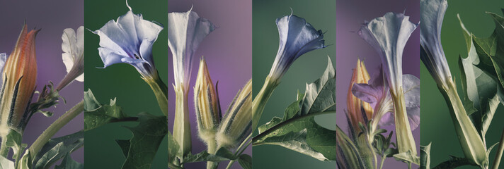dope flowers and foliage on a violet-green background. horizontal composition of six images.