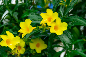 Fototapeta na wymiar Yellow allamanda cathartica flower growing in the garden