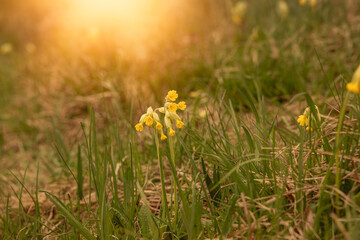 Oxlip flowers in bloom on the green meadow.Spring season.