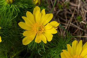 Yellow forest flowers Adonis vernalis, pheasant's eye, spring pheasant's eye, yellow pheasant's eye, false hellebore. The plant is poisonous, containing cardiostimulant compounds