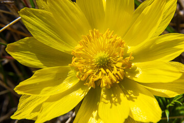Adonis vernalis is a perennial flowering plant in sping garden. Adonis vernalis is a medicinal plant. Yellow Adonis flowers in natural background