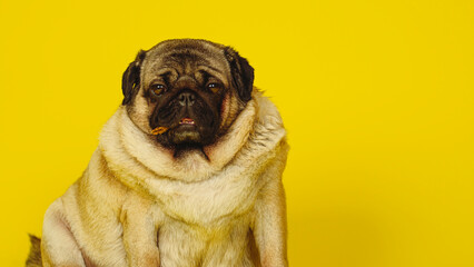 Obraz premium Cute pug with dog treats in his mouth on a yellow background. Charming pet pug sitting on a yellow background in the studio and looking at the camera