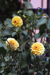 gelde dahlie im garten