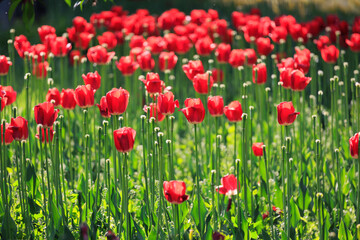 Obraz premium Tulip Flower Spring