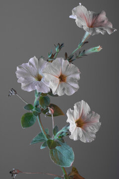 branch of pitunia with white flowers on a gray background.