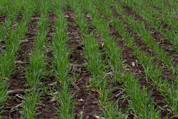 rows of green young shoots , the concept of agriculture, planted wheat or rye field