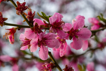Pink Peach Flowers Blooming on Peach Tree in Blue Sky Background, selective focus