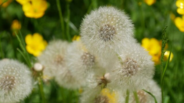 White heads of fluffy dandelions against the background of yellow flowers on a spring day in the park